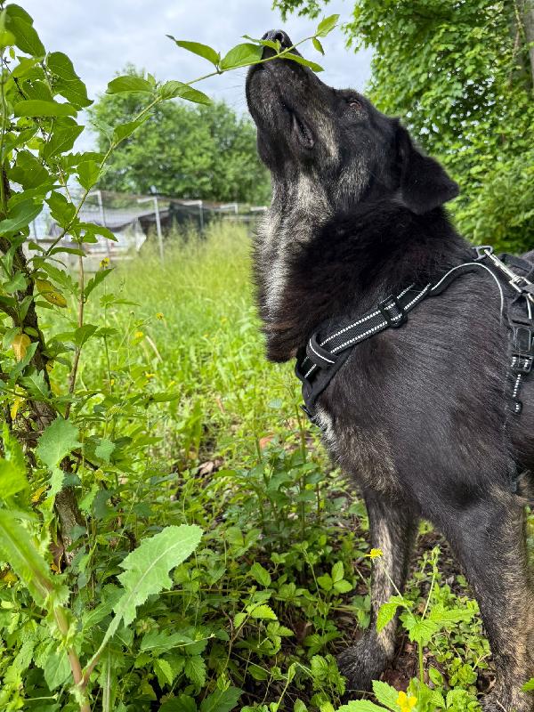 Montana cucciolotta dal carattere tranquillo Foto 9